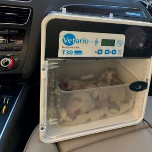 Tiny puppies in a Vetario portable intensive care unit