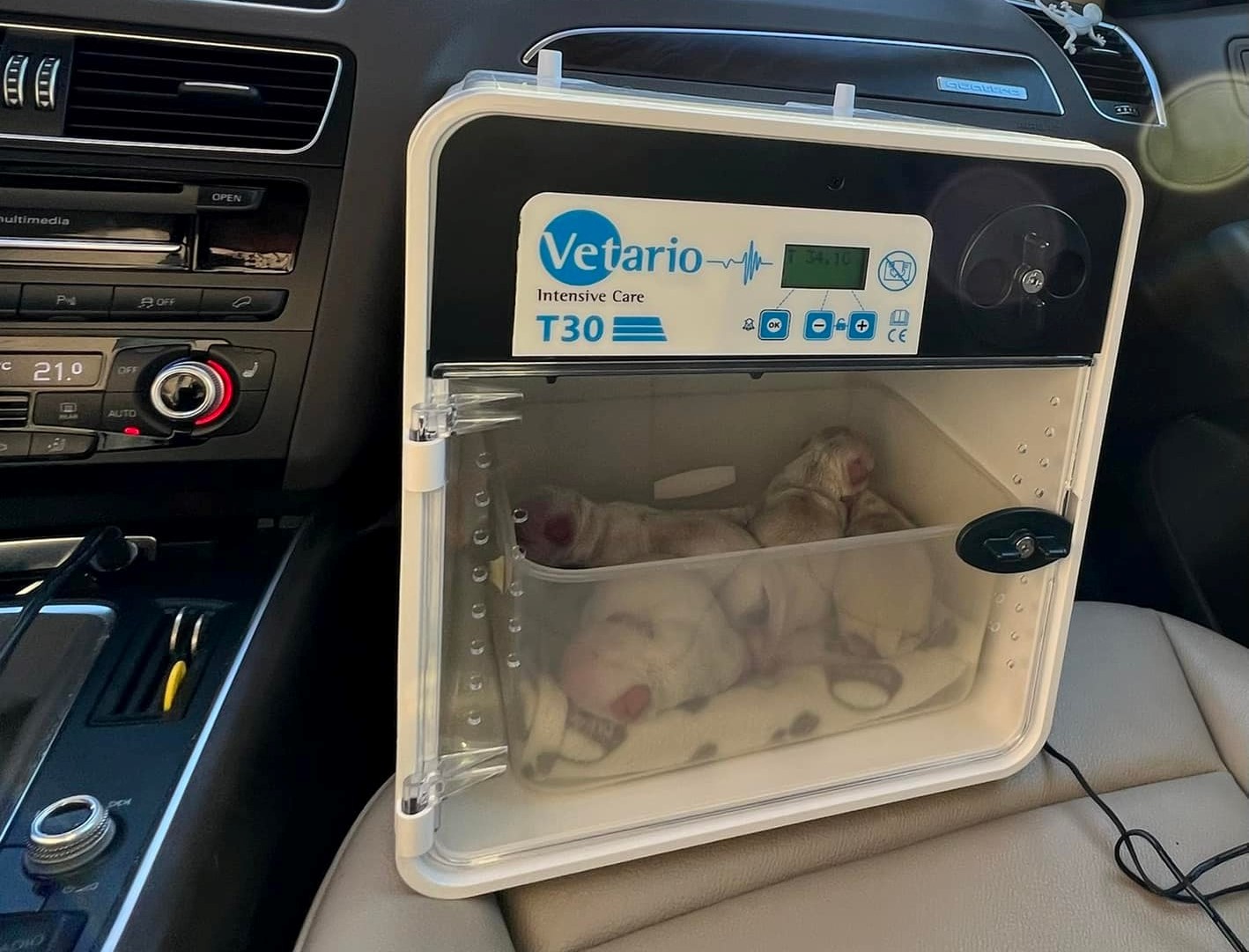 Tiny puppies in a Vetario portable intensive care unit